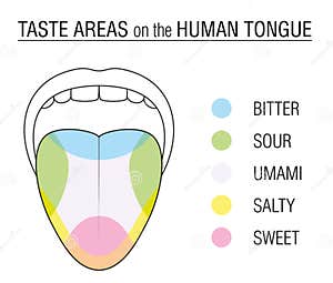 Percept Clipart And Illustrations