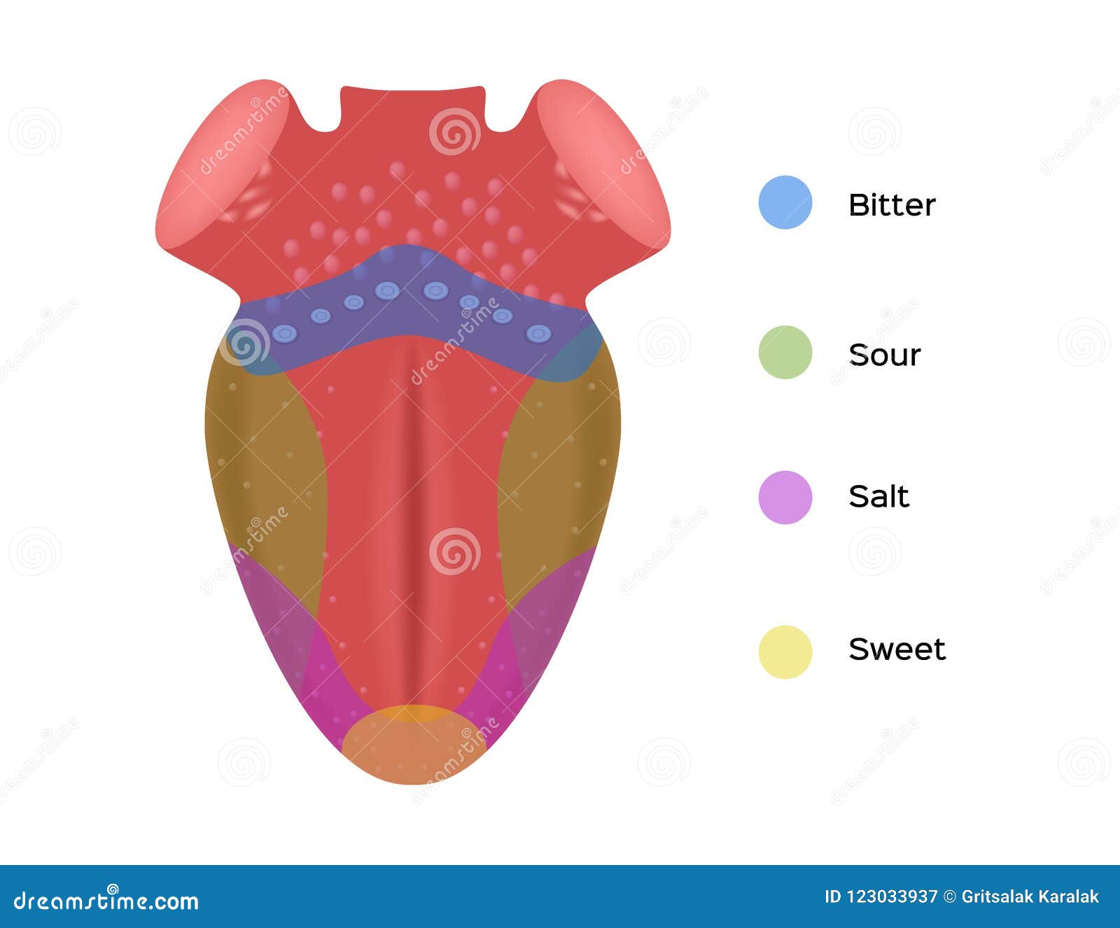 Taste Map of the Tongue with Its Four Taste Areas - Bitter, Sour, Sweet ...