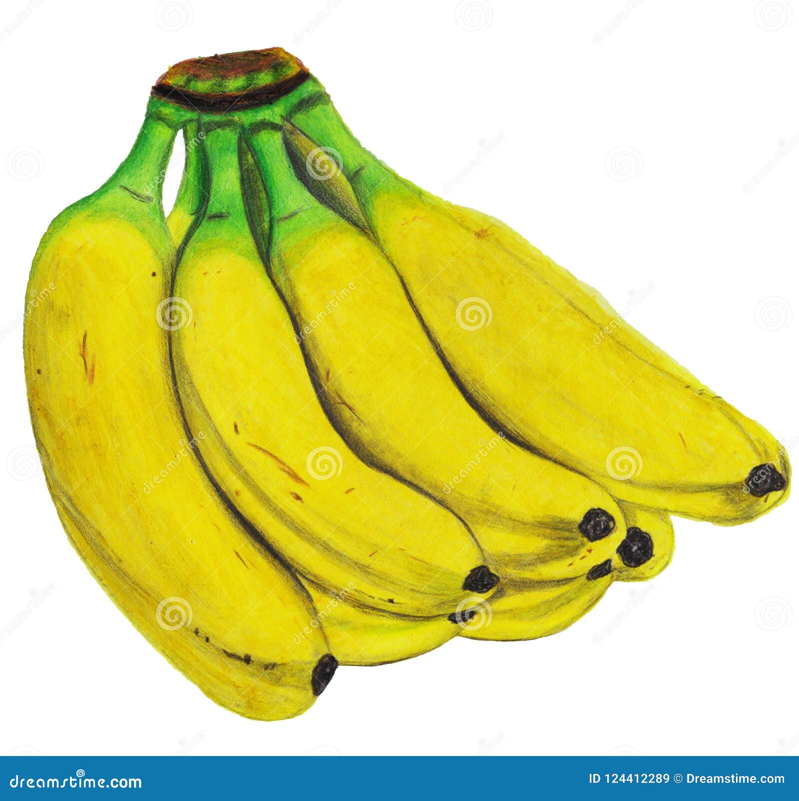 banana colouring draw 🍌🍌🍌banana colouring video //🍌 banana drawing for  kids | Art easel & pencil, banana drawing, color pencil, fruit drawing, how  to draw fruit, realistic banana drawing in color pencil,