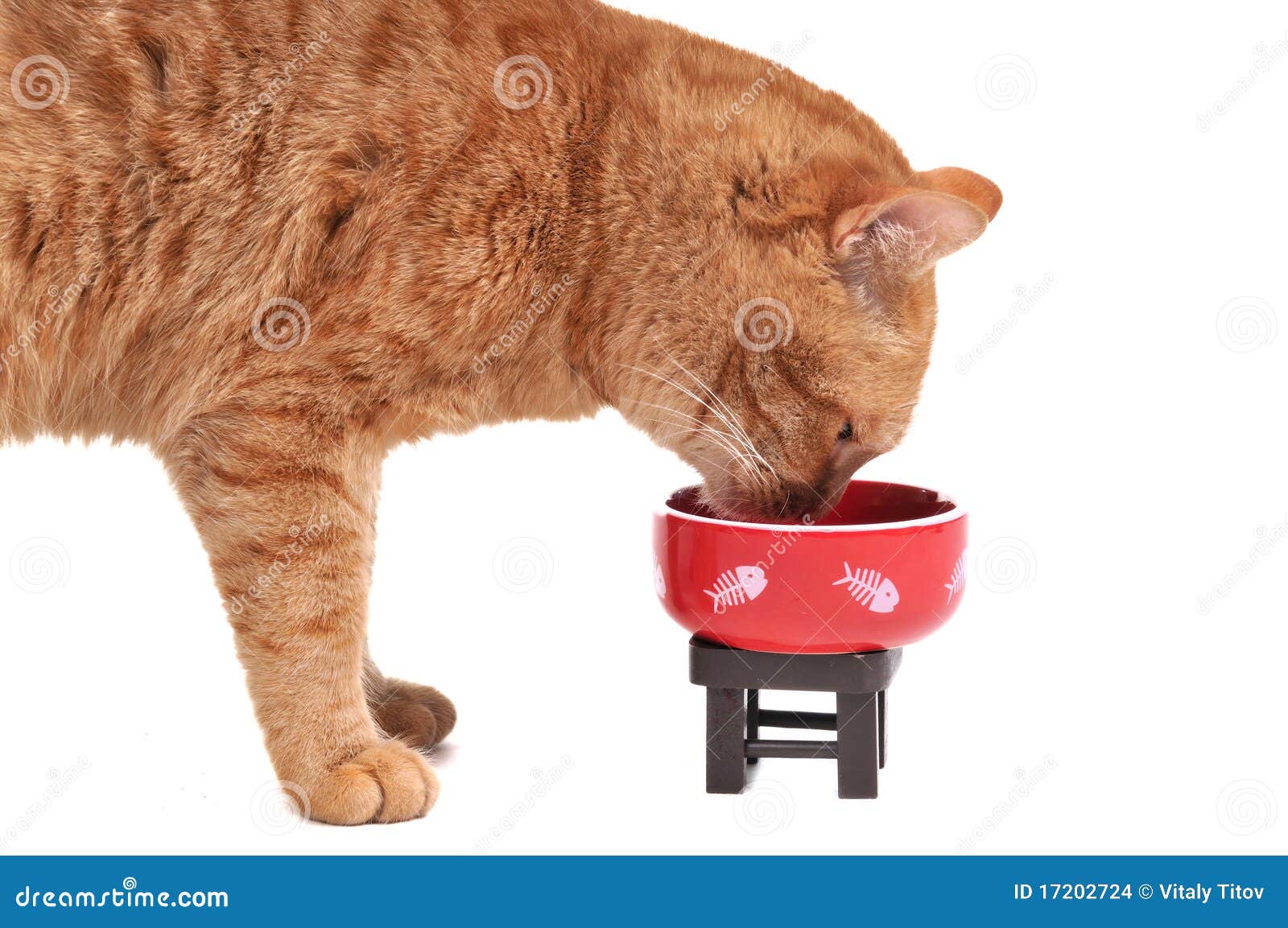 Tasty Cat Lunch stock photo. Image of meat, food, meal 17202724