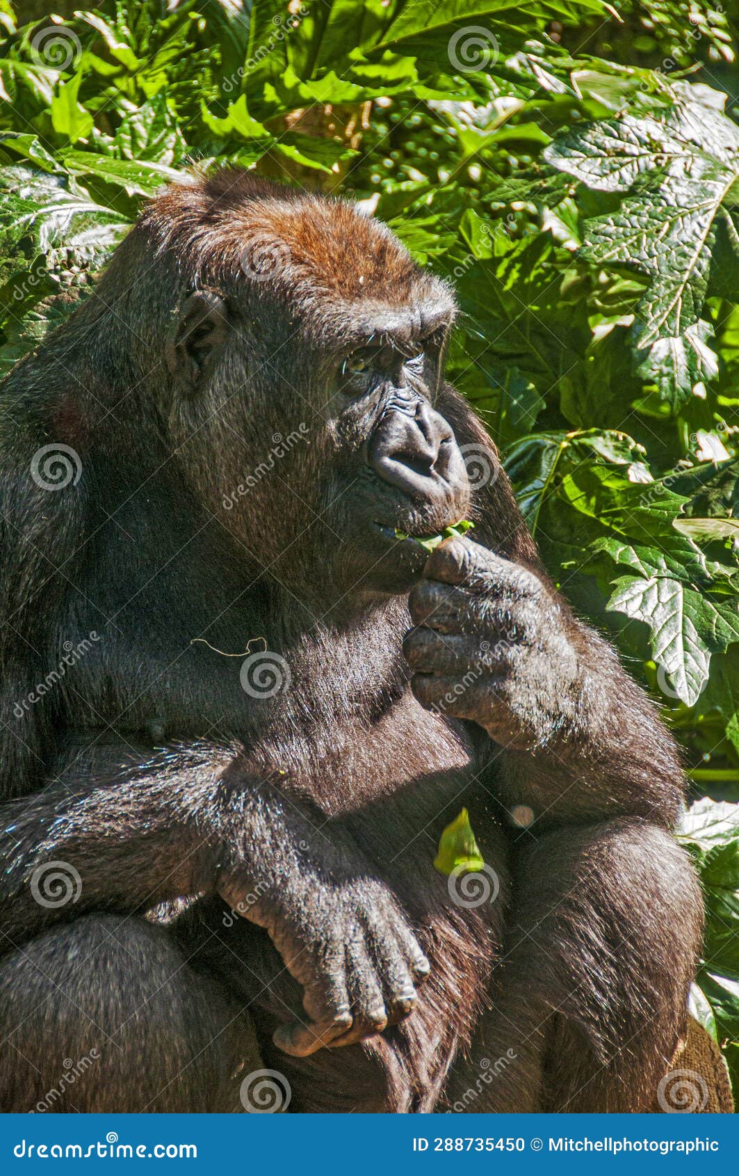 A Tasty Morsel for Breakfast Stock Photo Image of western, wildlife