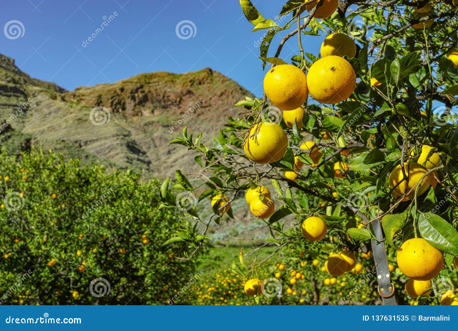 tasty navel oranges plantation with many orange citrus fruits hanging on trees, agaete valley, gran canaria, spain