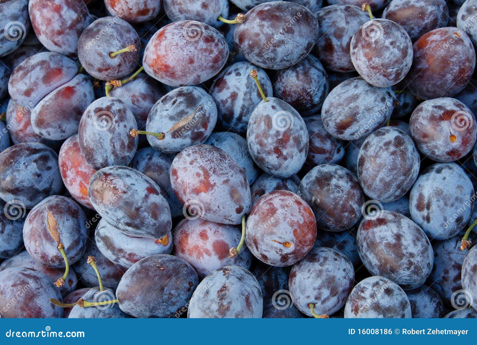 Tasty organic plums stock photo. Image of nature, healthy 16008186