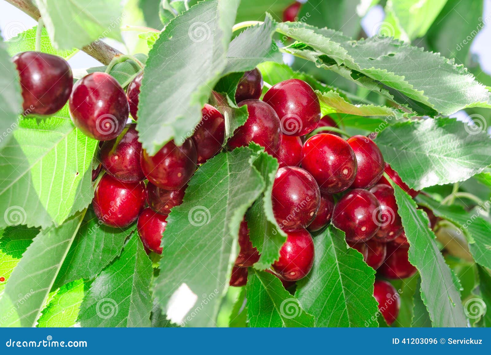 tasty sweet cherry berry in lush leafage