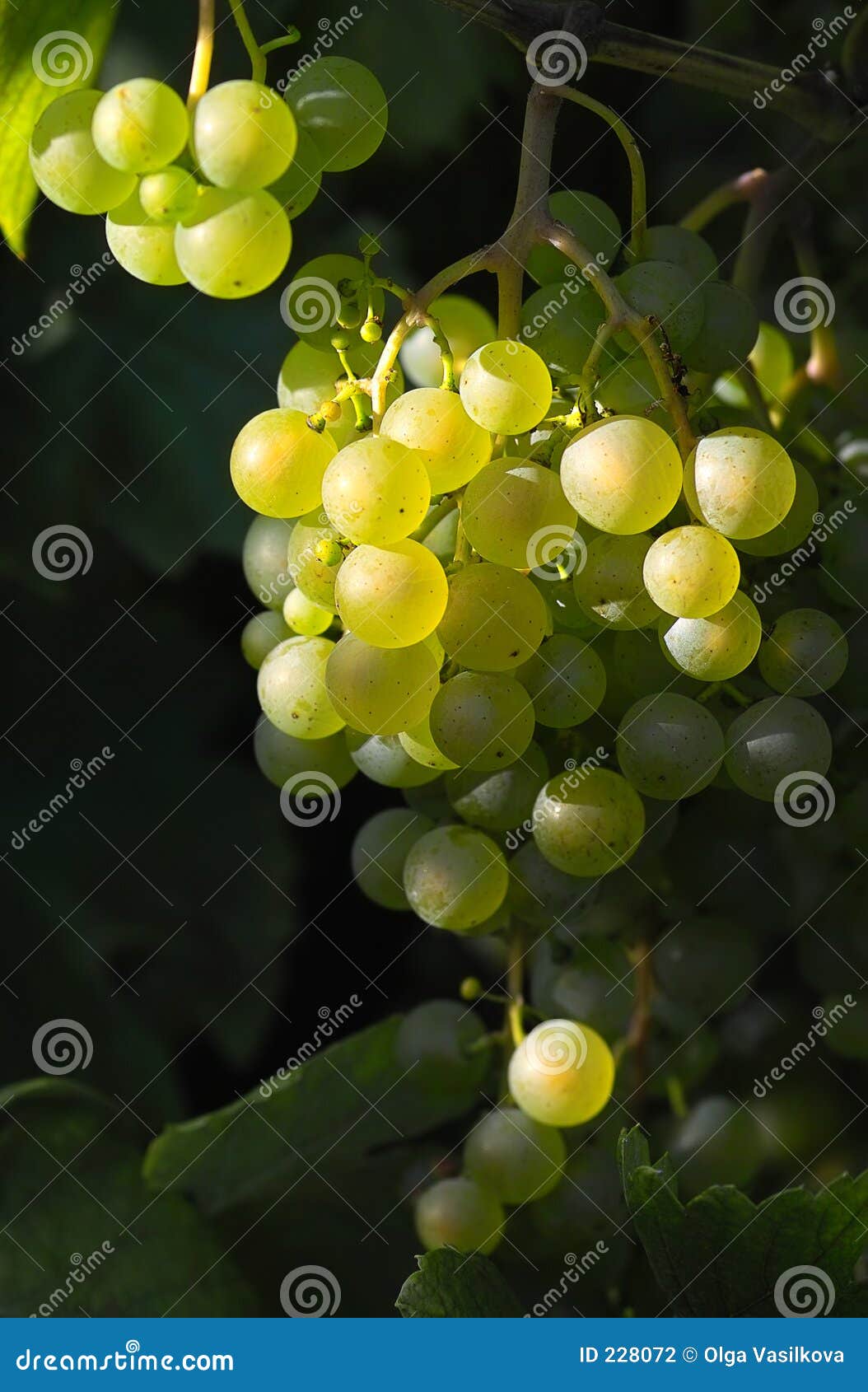 tasty wine grapes in sunlight