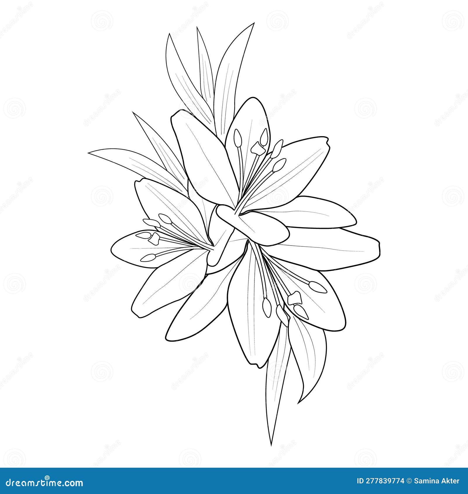 Tattoo Sketch Lily Flower Drawing, Outline Lily Flower Tattoo Designs ...