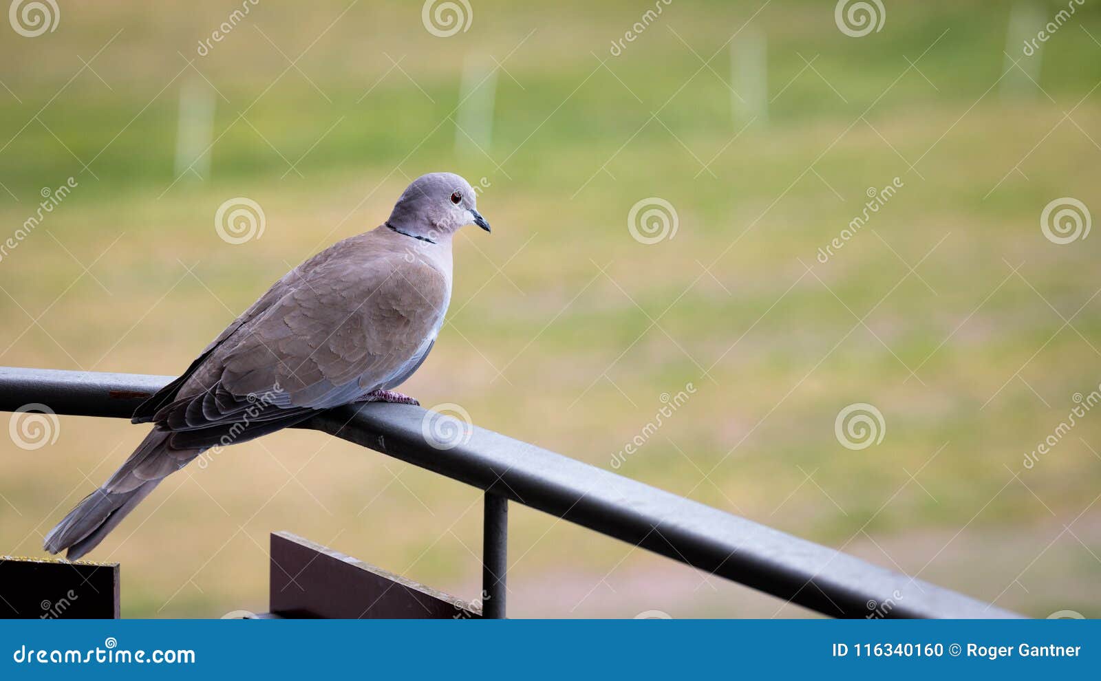 Taube auf dem Balkon stockfoto. Bild von taube, vogel 116340160