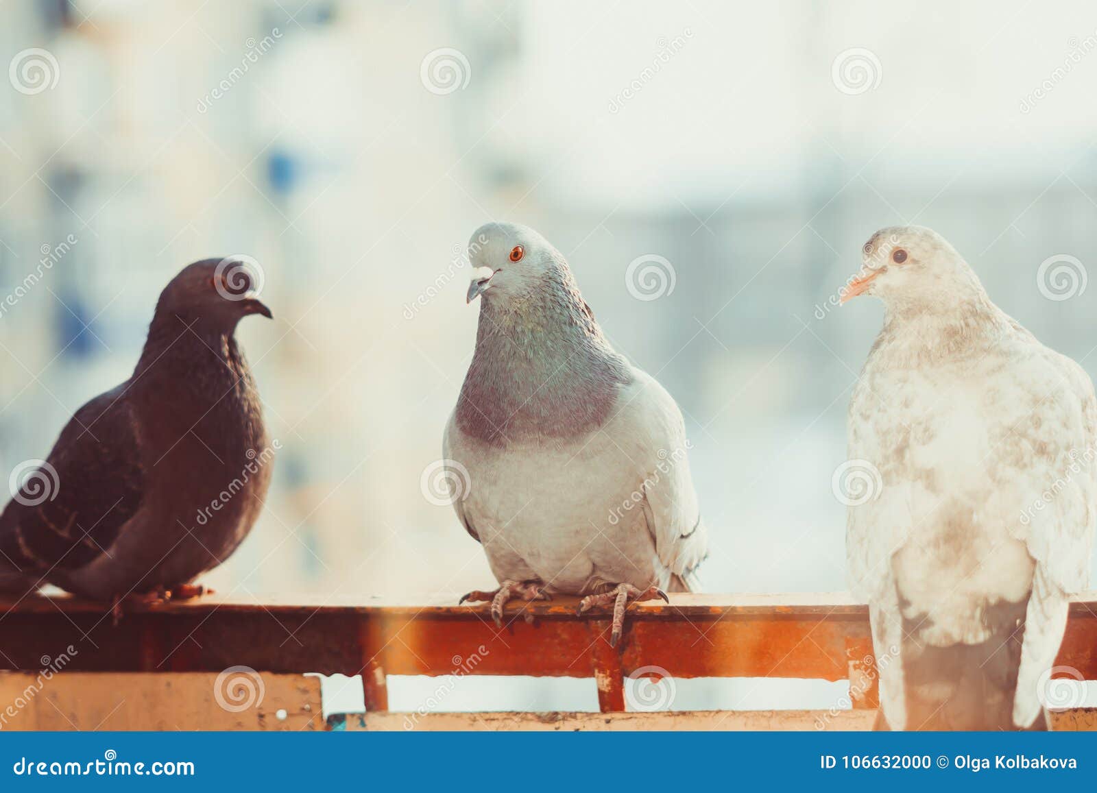 Tauben auf dem Fenster stockfoto. Bild von frei, augen