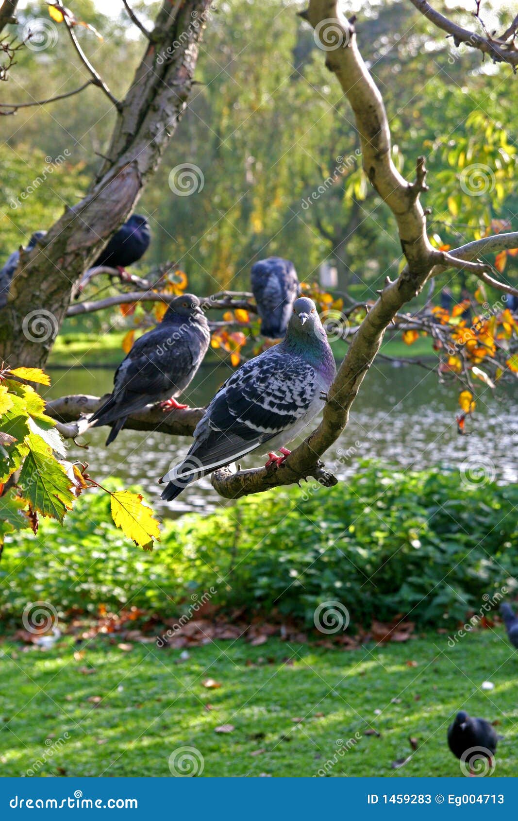 Tauben auf einem Glied stockbild. Bild von garten, feuer