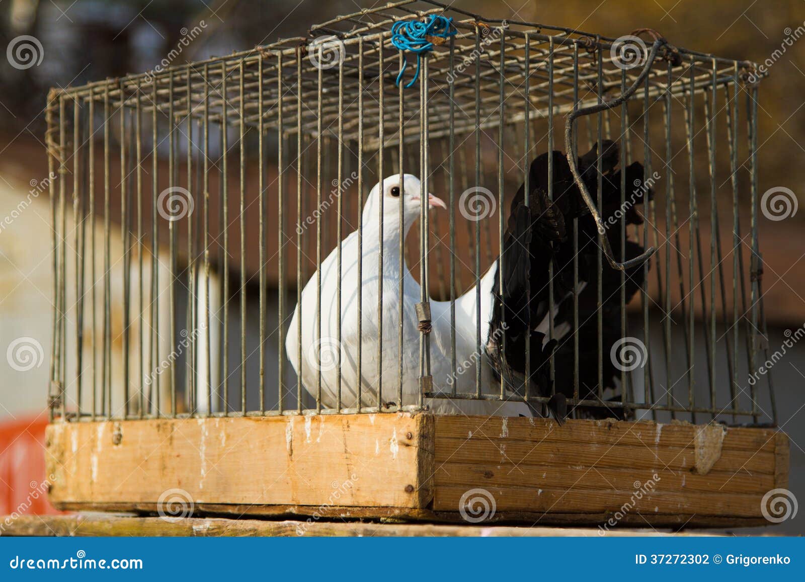 Tauben In Einem Vogelkafig Stockfoto Bild Von Aufwartung 37272302