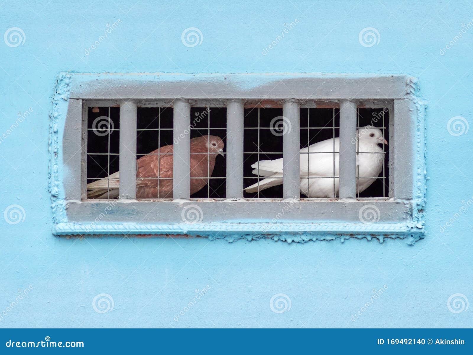 Tauben in Gefangenschaft stockfoto. Bild von