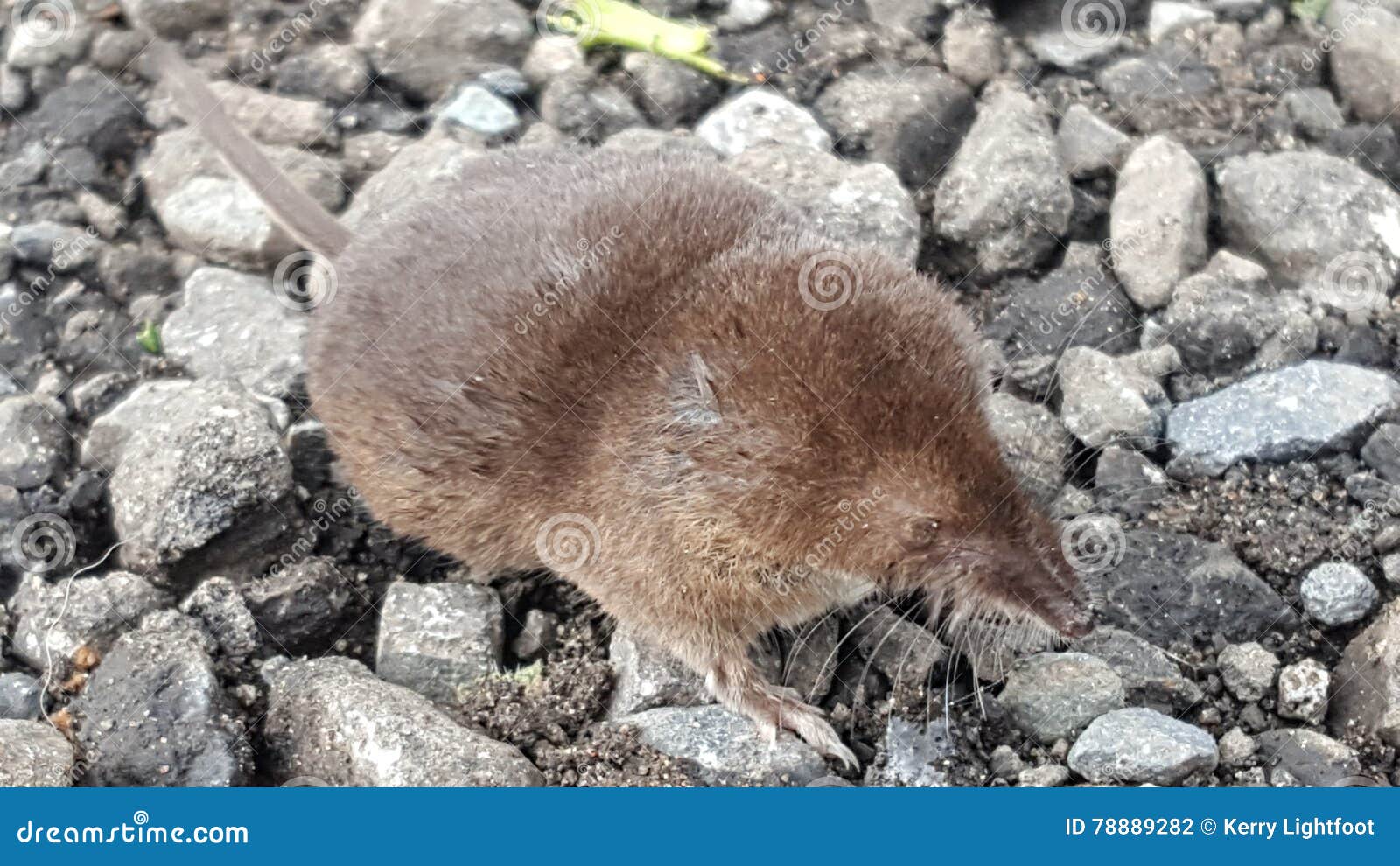 Taupe De Brown De Bebe Photo Stock Image Du Faune Taupe 78