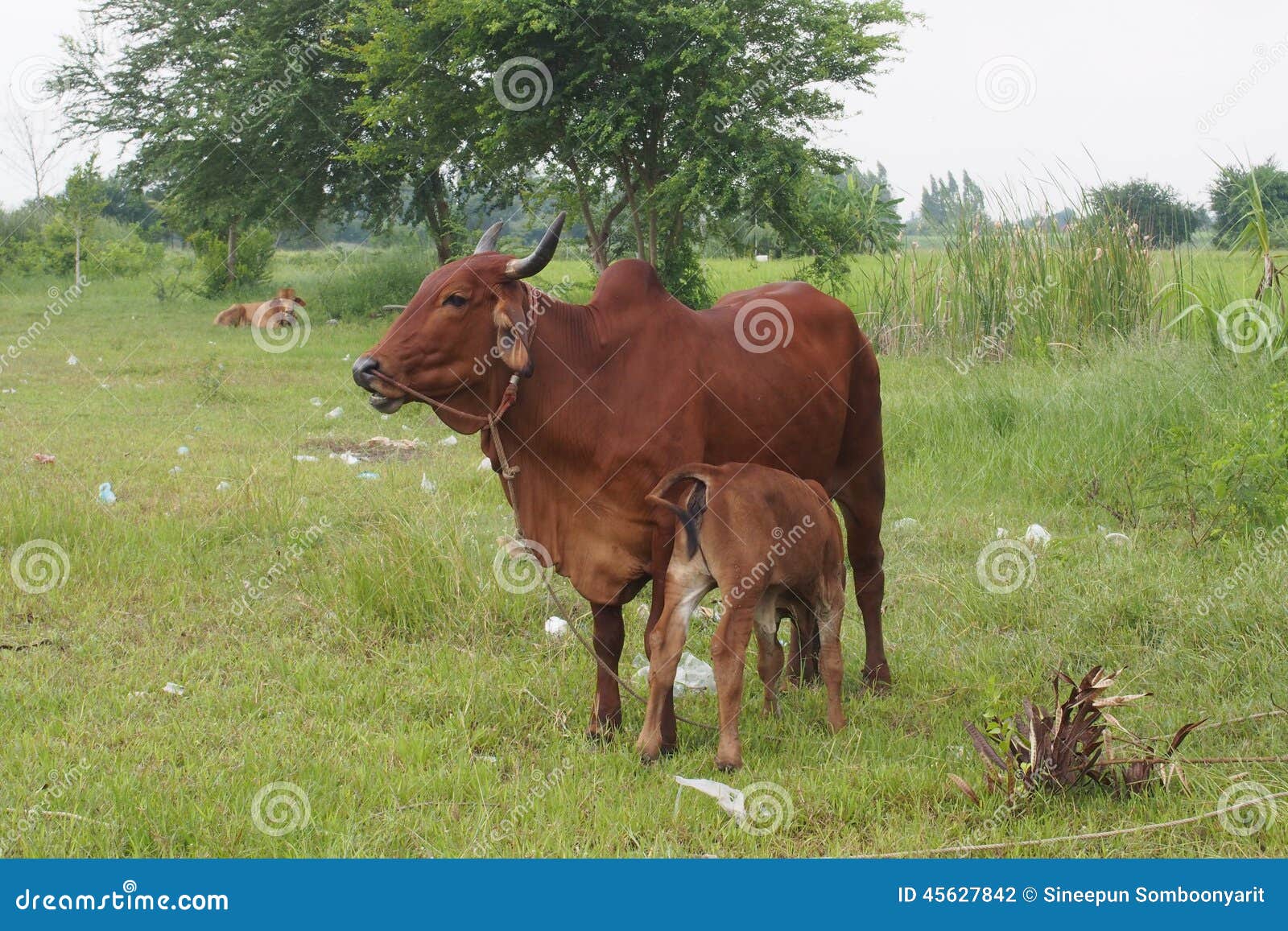 Taureau De Mere Et Vache Rouges A Bebe Photo Stock Image Du Petit Creature