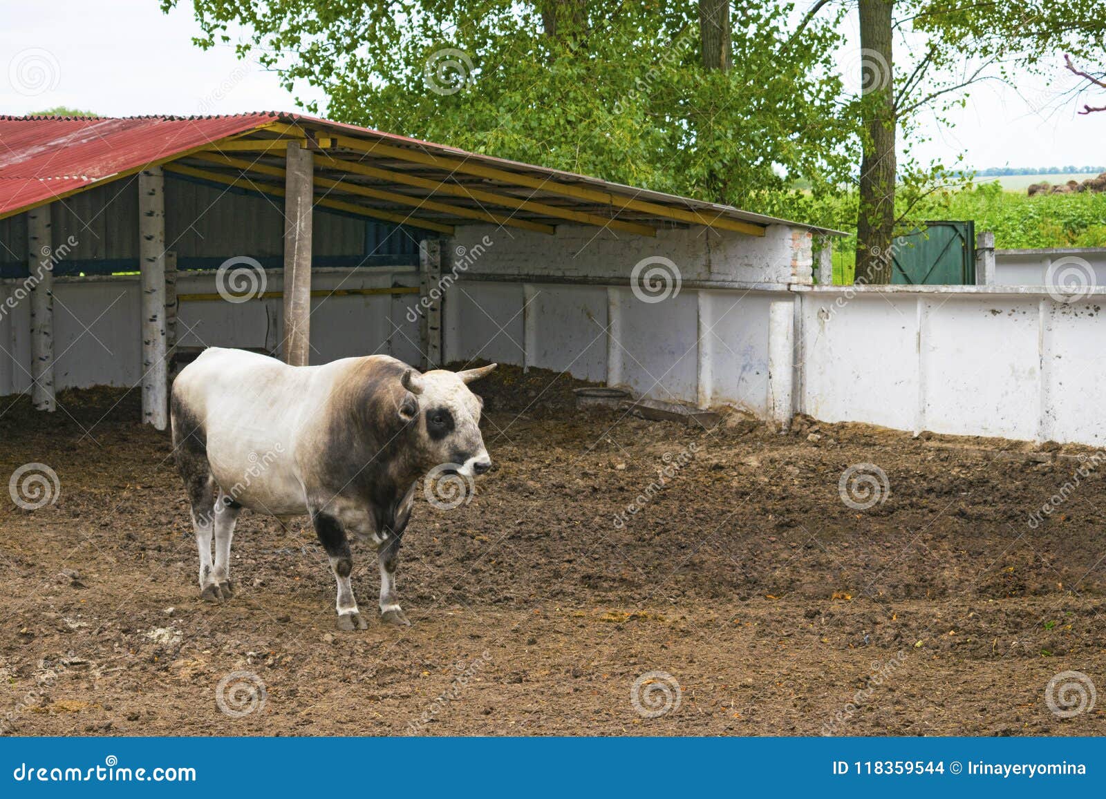 Dissertation le taureau blanc