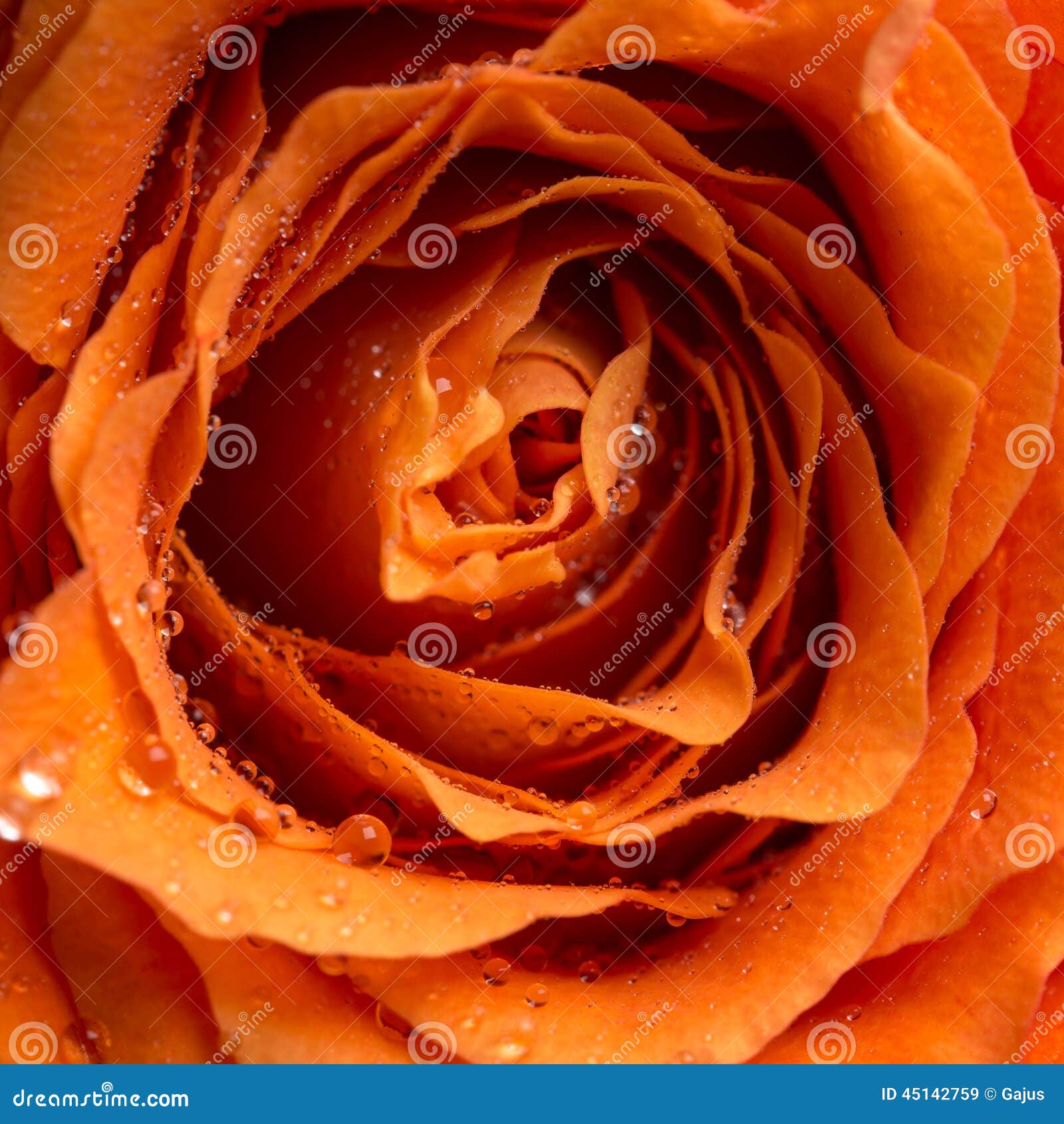 Tautropfen oder Regentropfen auf einer Rose. Schließen Sie herauf obenliegende Ansicht von funkelnden Tautropfen oder von Regentropfen auf den Blumenblättern einer orange Rose in einer Liebe, in einem Romance, in Valentinsgrüßen oder in einem Jahrestagskonzept