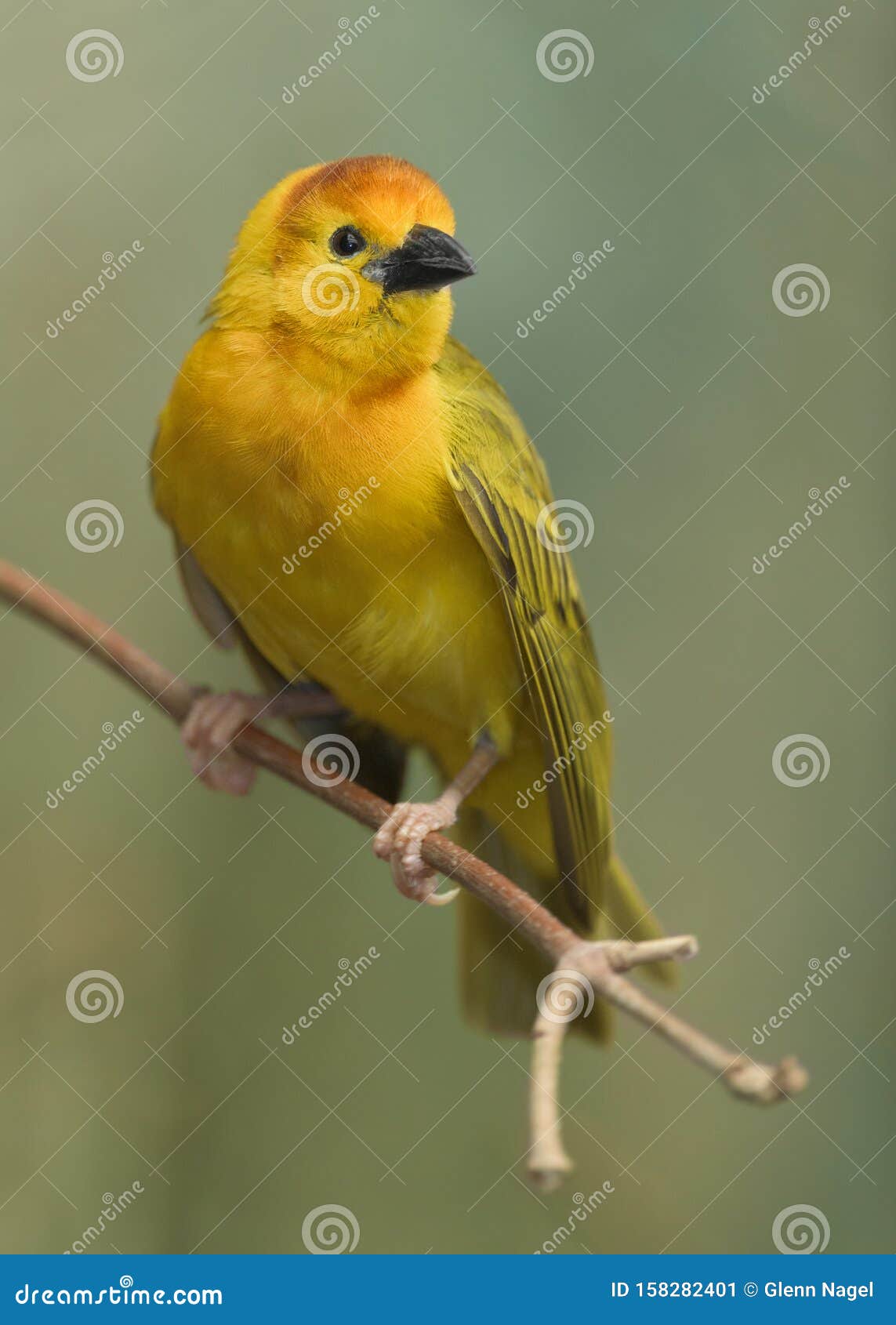 taveda golden weaver on tree branch