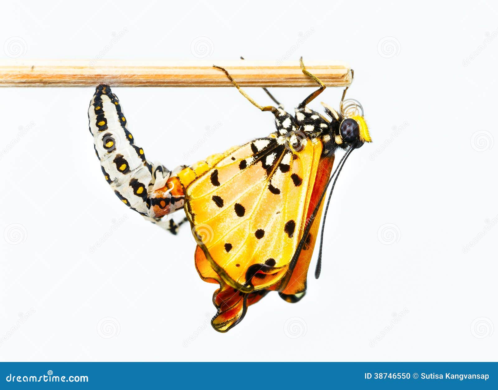 Tawny Coster Butterfly Emerging From Cocoon Stock Photo ...