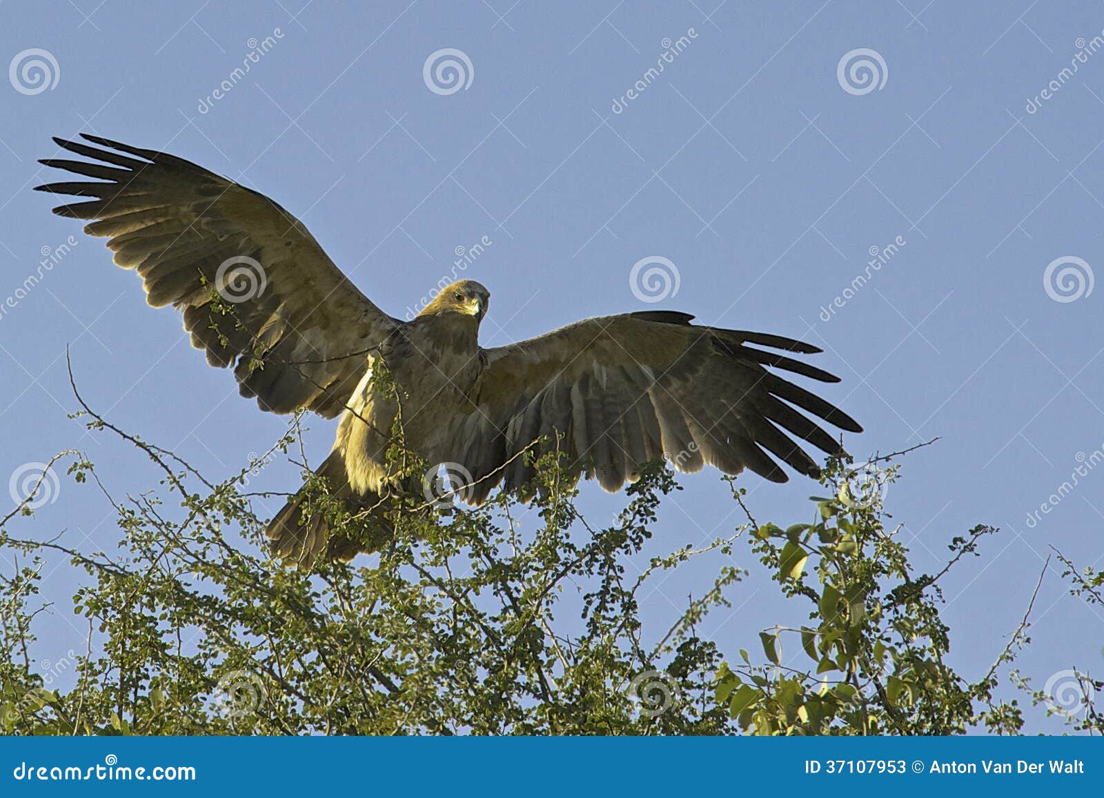 tawny eagle landing