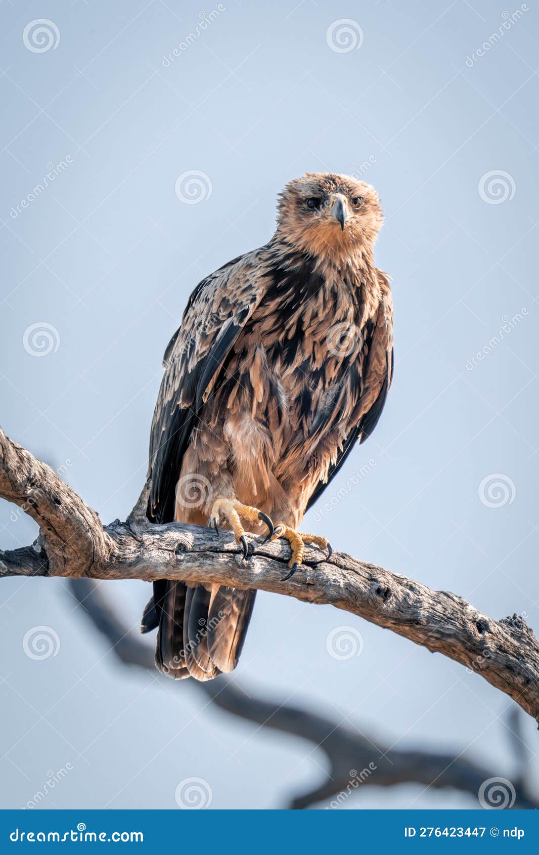 Tawny Eagle Lifting Foot on Dead Branch Stock Image Image of national