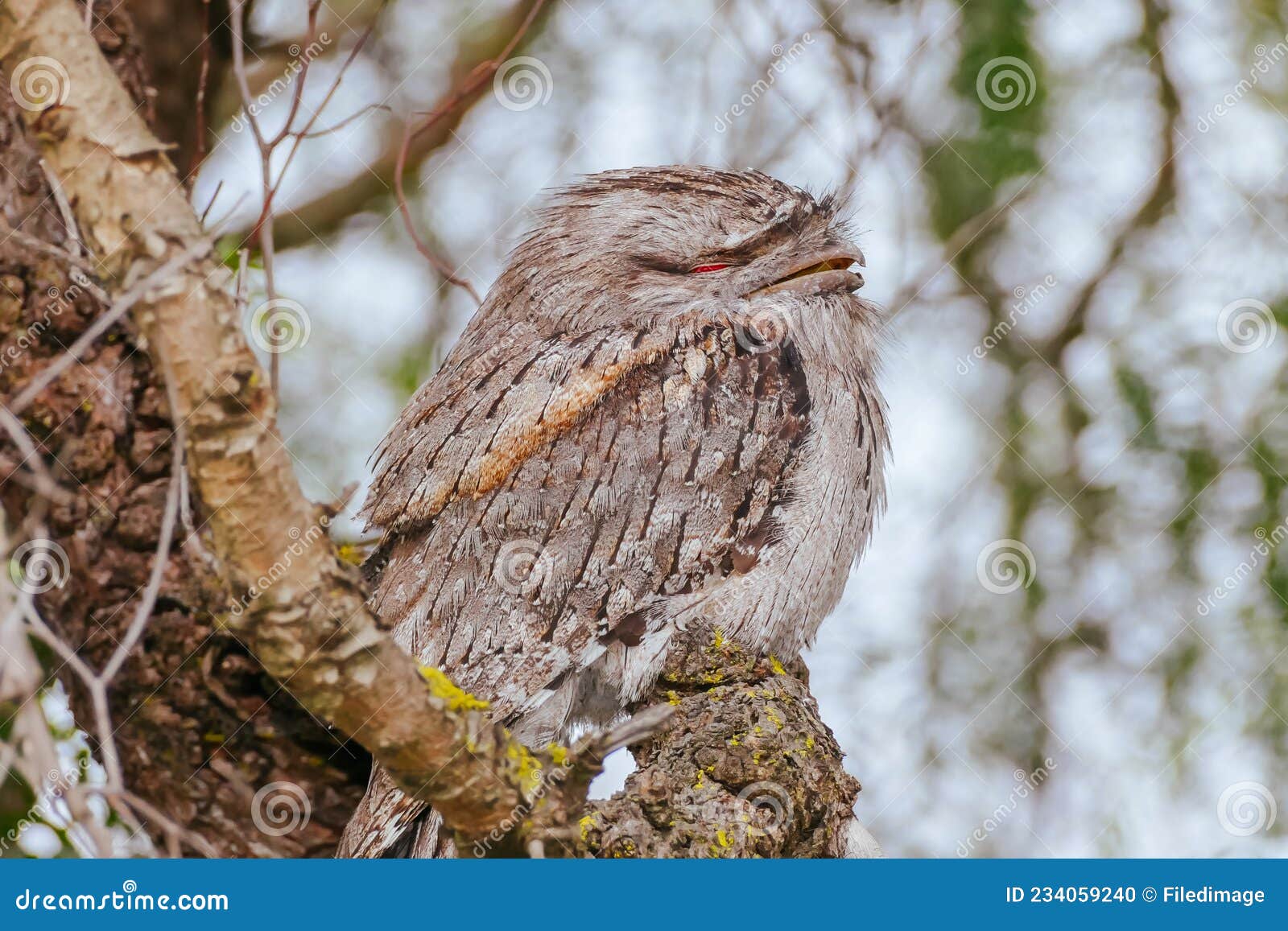 Tawny Frogmouth in Australia Stock Photo - Image of tree, branch: 234059240