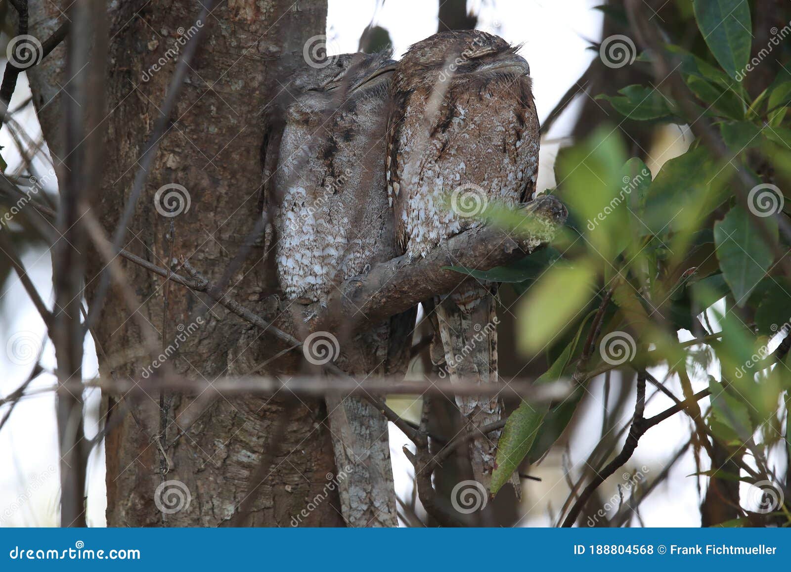 tawny frogmouth (podargus strigoides)daintree rainforest, australia