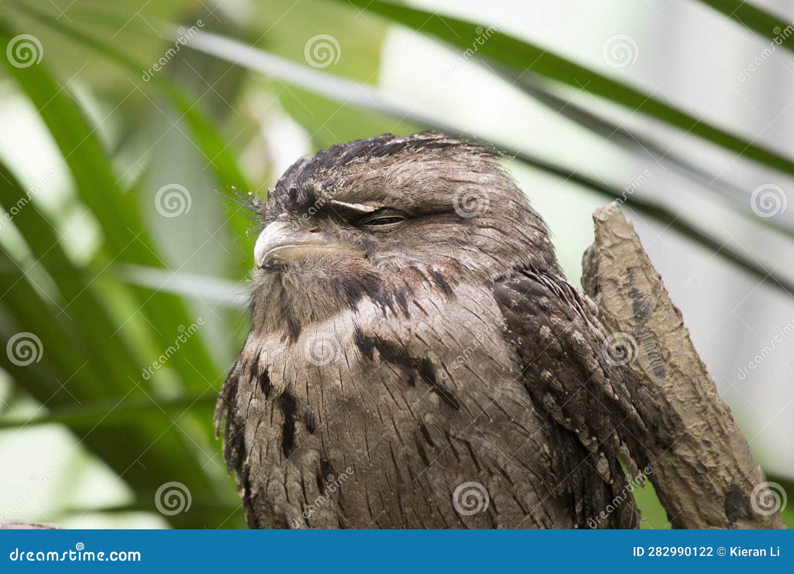 tawny frogmouth (podargus strigoides)
