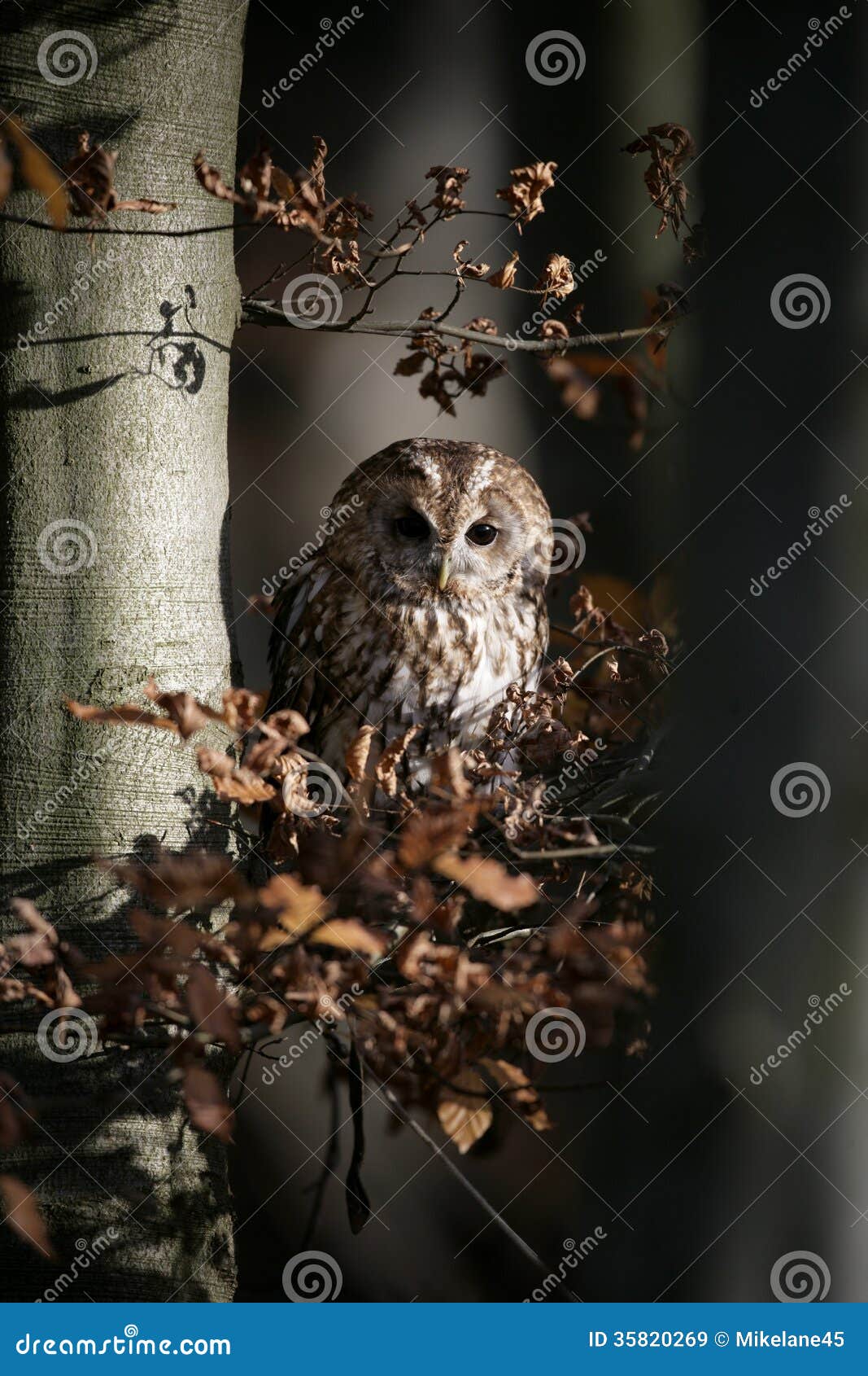 Tawny owl, Strix aluco, single bird on branch