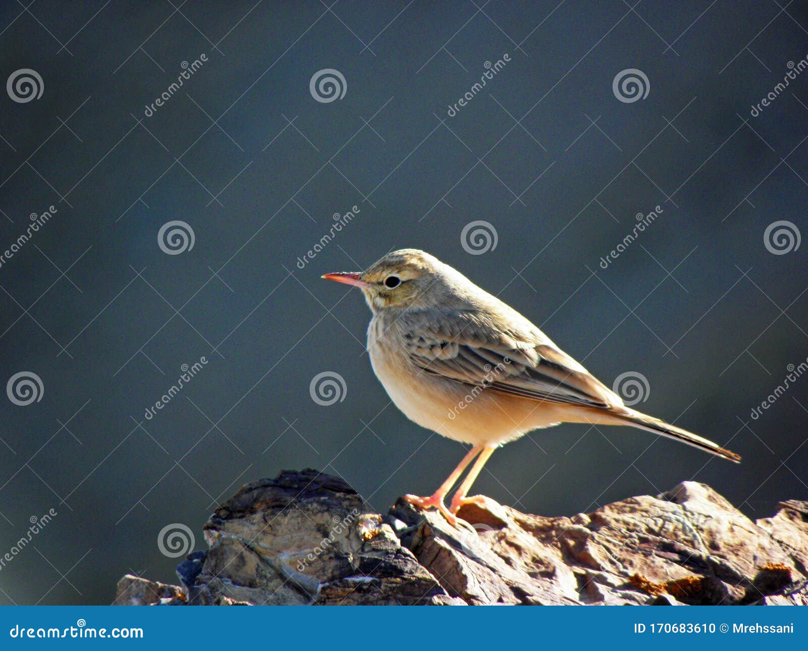 the tawny pipit anthus campestris sitting on rock