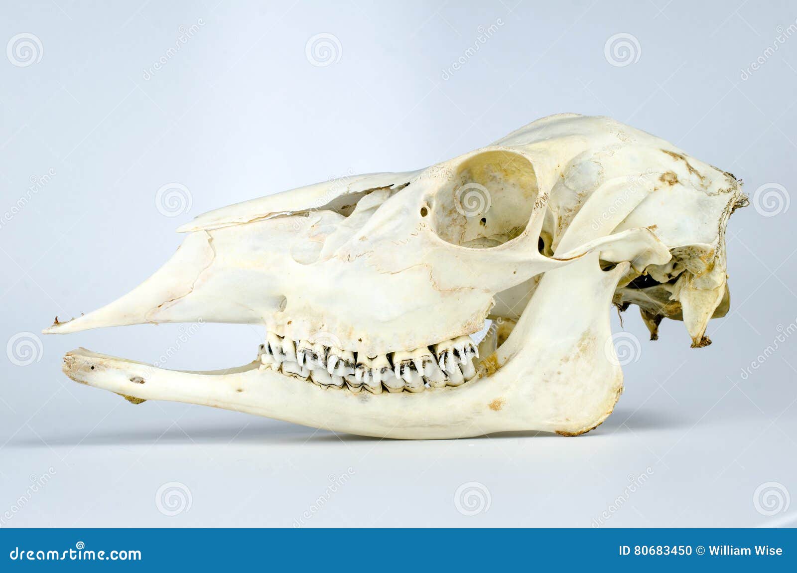 Auténtico Mandíbula Inferior la Mitad Cráneo Rotwild Ciervo Wild Preparado 
