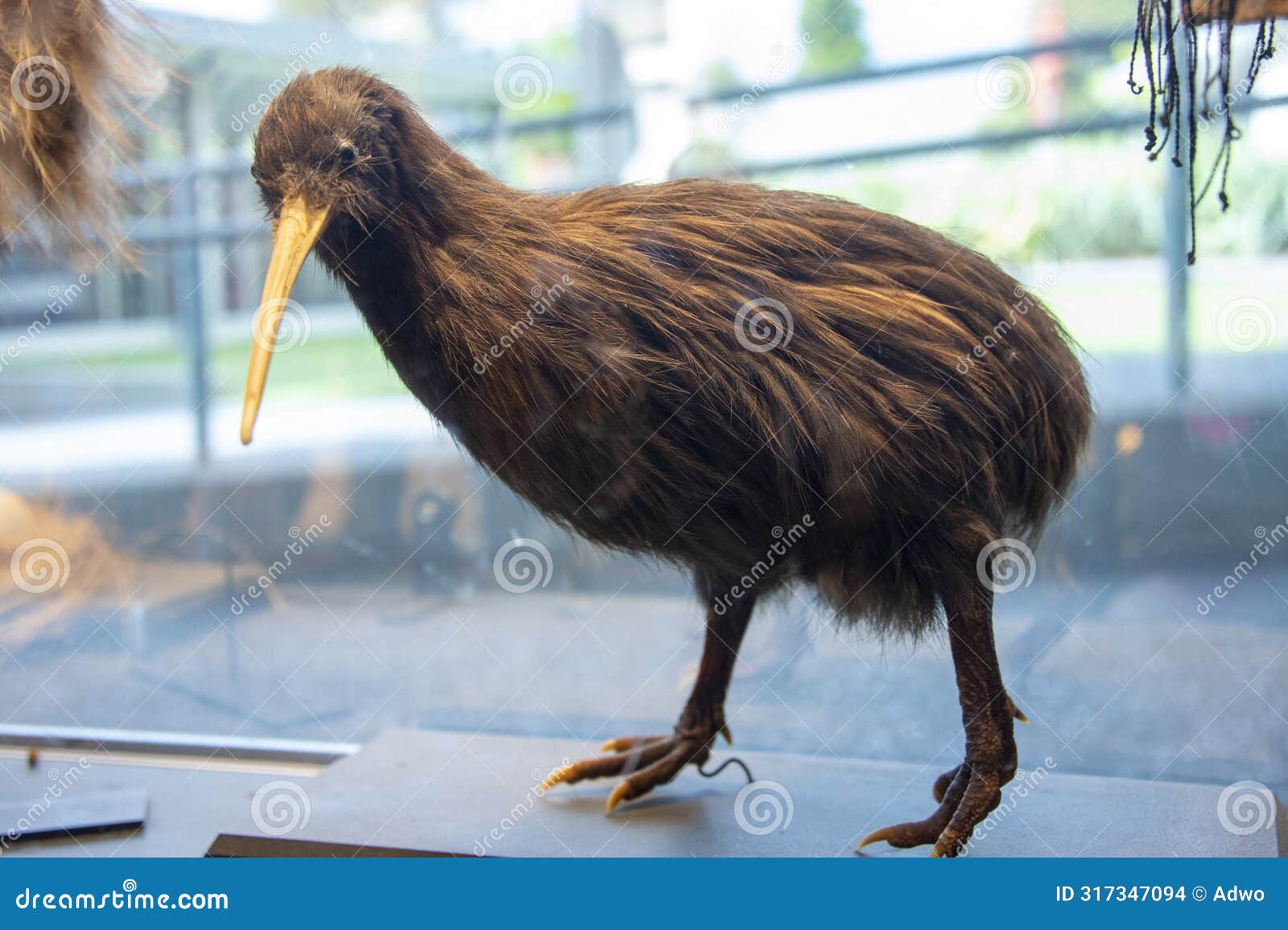 taxidermy kiwi bird
