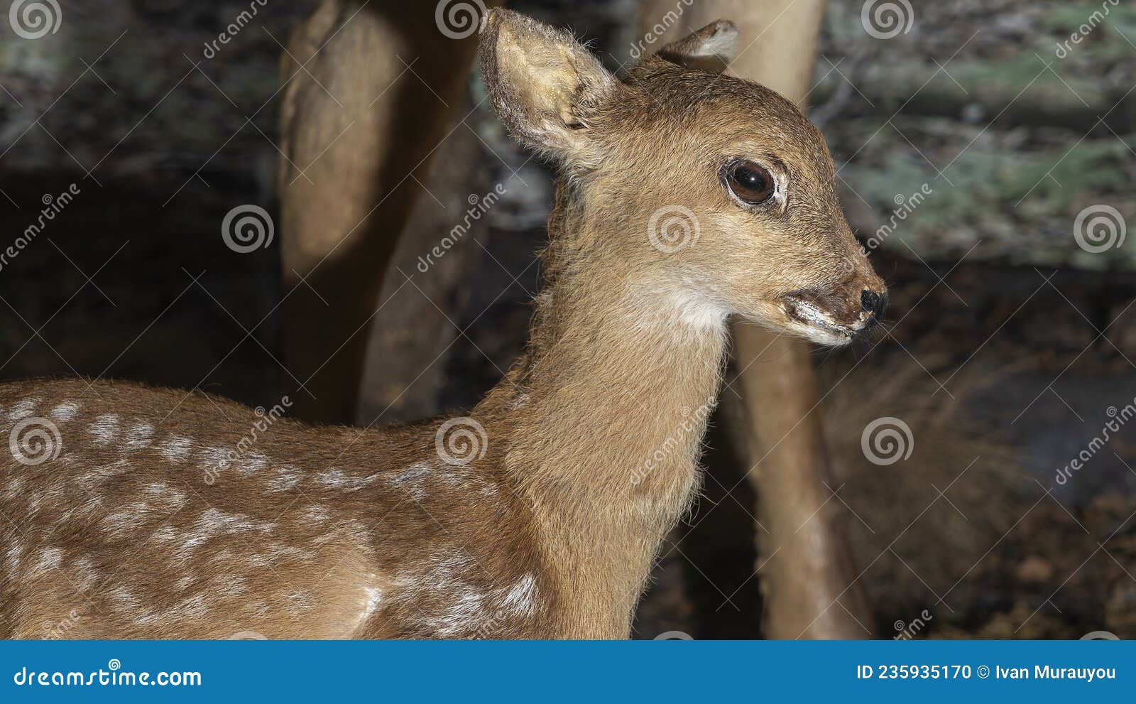 Taxidermy Stuffed Little Deer Buck. Animal Concepts Editorial Image - Image  of antler, mammal: 235935170