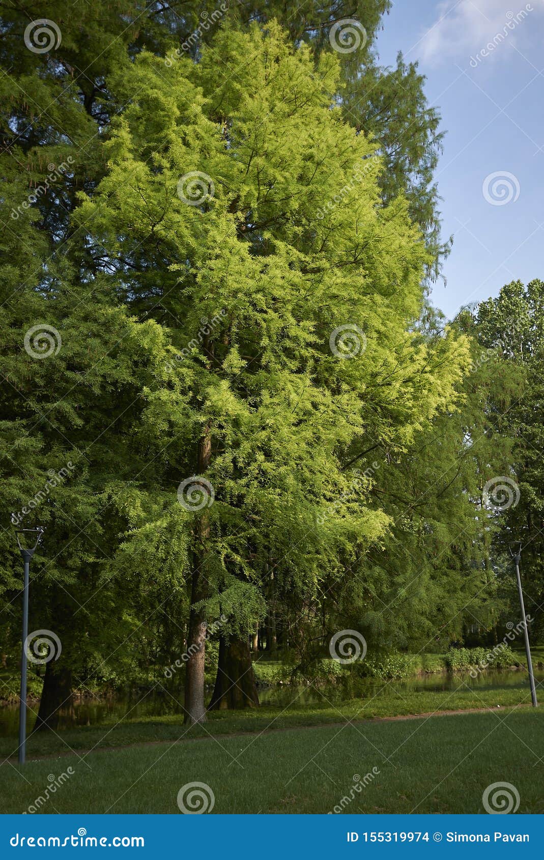 Taxodium distichum tree stock photo. Image of park, side 155319974