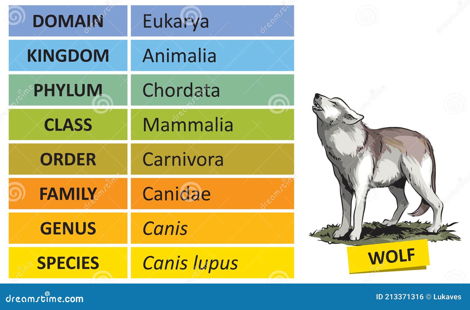 Total 75+ images clasificacion taxonomica de un lobo - Viaterra.mx