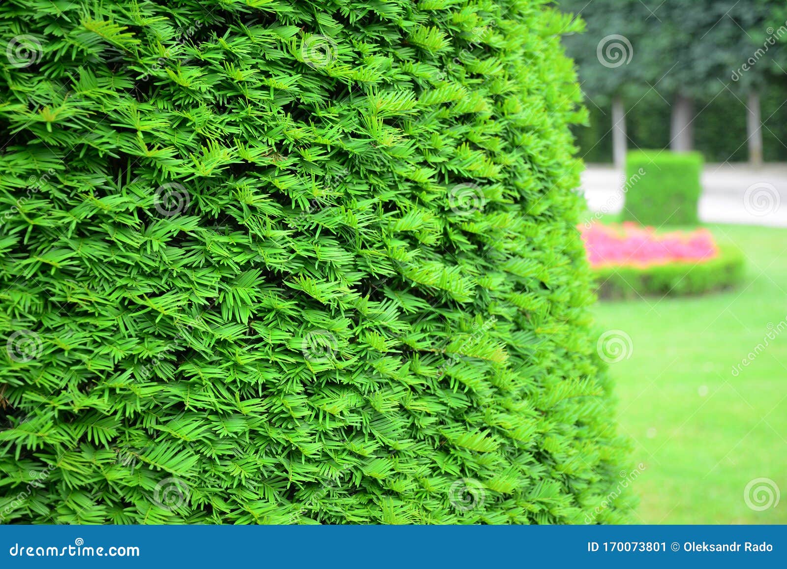 taxus baccata, european yew hedge background. yew hedging. pruning yew hedges