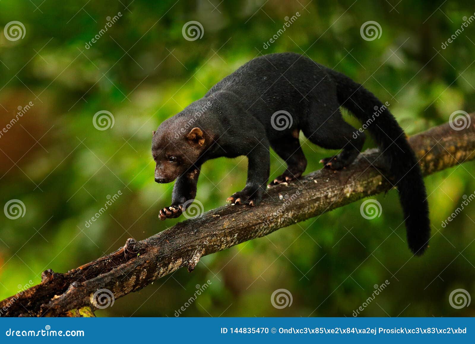 tayra, eira barbara, omnivorous animal from the weasel family. tayra hidden in tropic forest, sitting on the green tree. wildlife