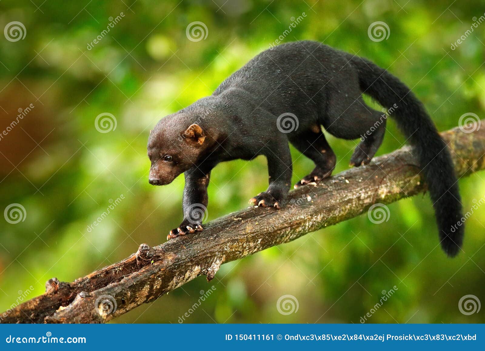 tayra, eira barbara, omnivorous animal from the weasel family. tayra hidden in tropic forest, sitting on the green tree. wildlife