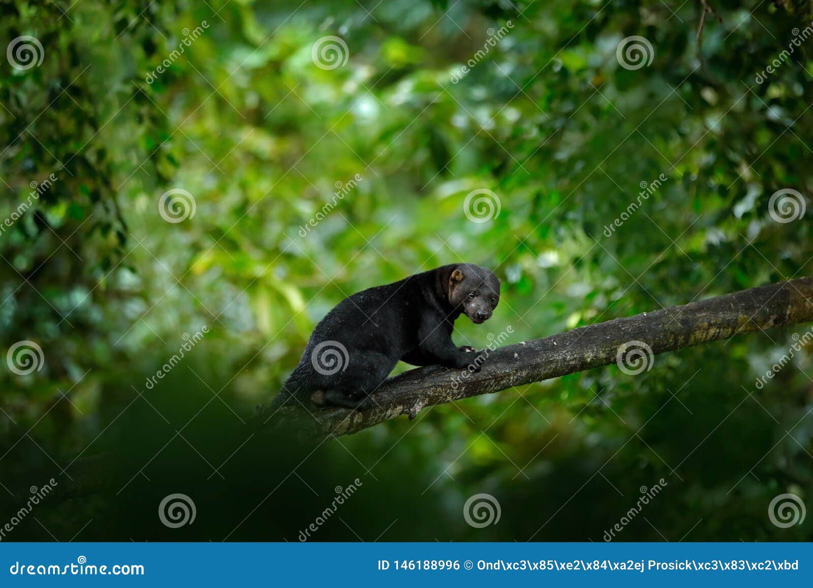 tayra, small predator in the tropic forest. tayra, eira barbara, omnivorous animal from the weasel family. mammal hidden in junge
