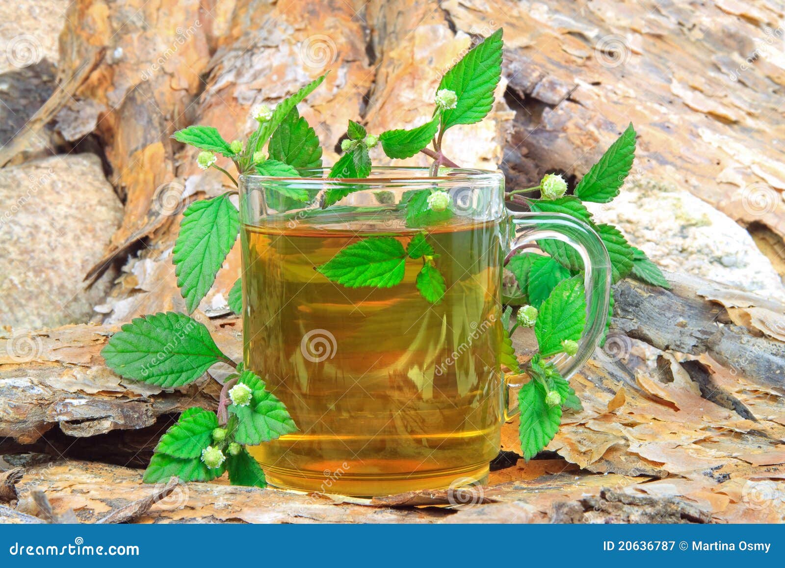 Tea with Aztec Sweet Herb stock image. Image of background 20636787