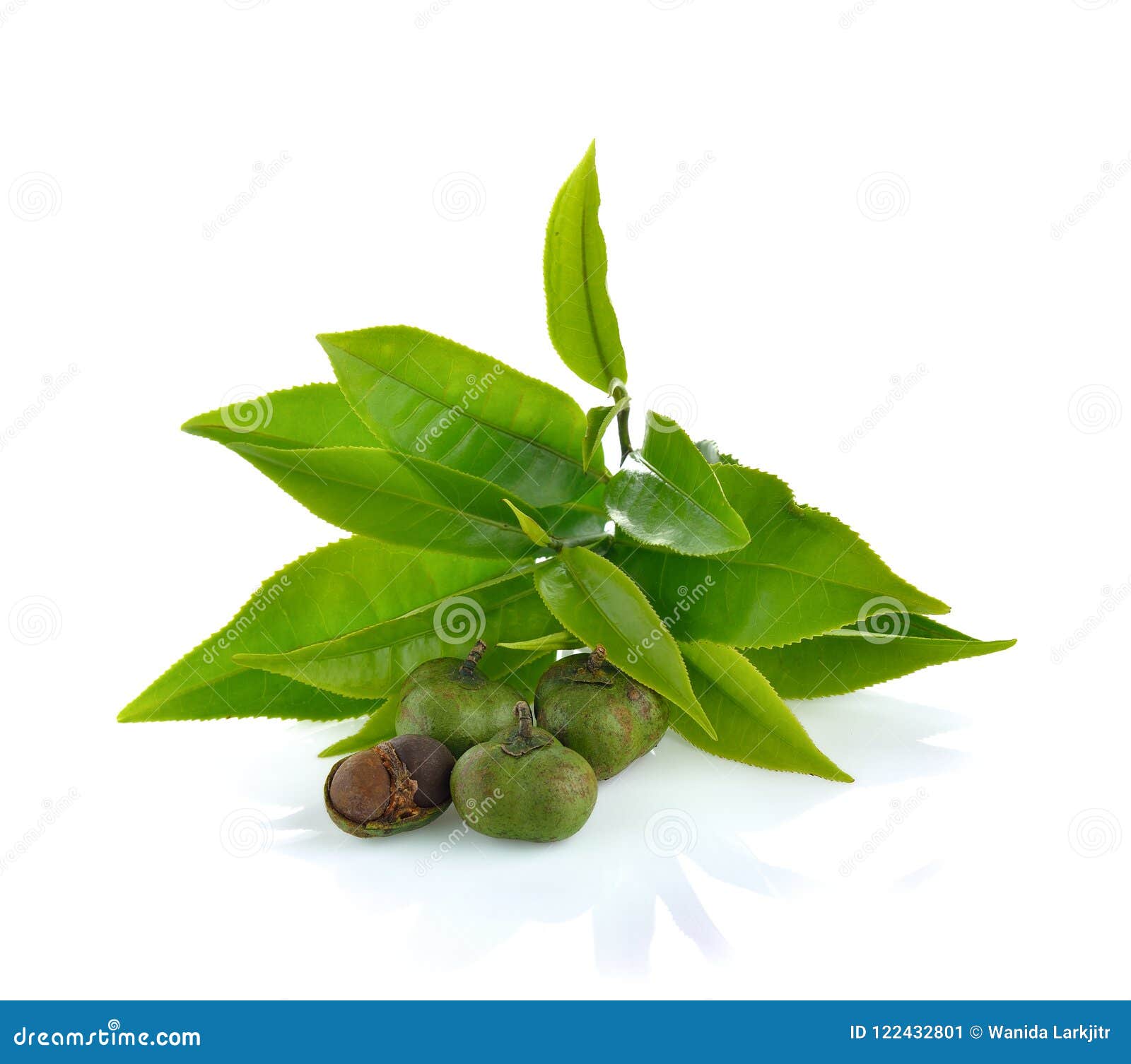 tea ,camellia sinensis leaves on white background