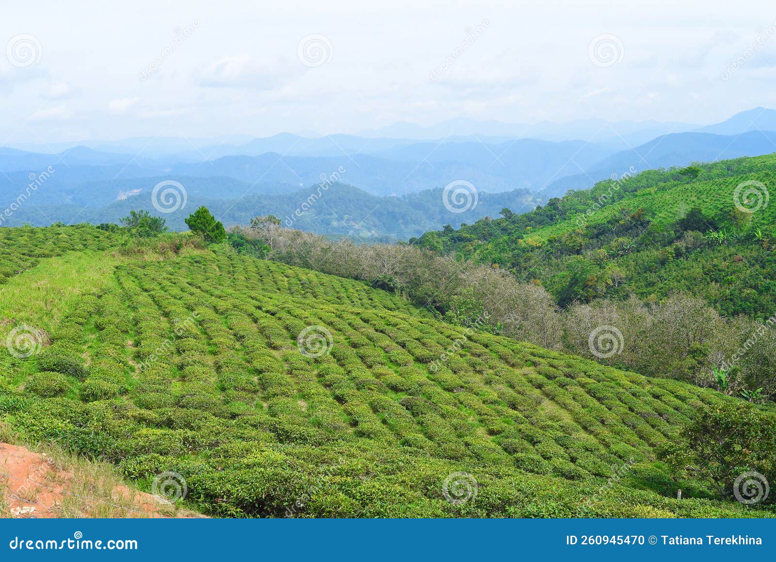 Tea Crop in Tea Hill in Da Lat Vietnam Stock Photo Image of green