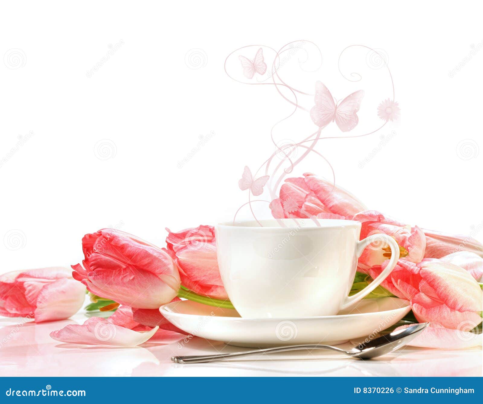 Tea Cup with Pink Tulips on White Stock Photo Image of isolated