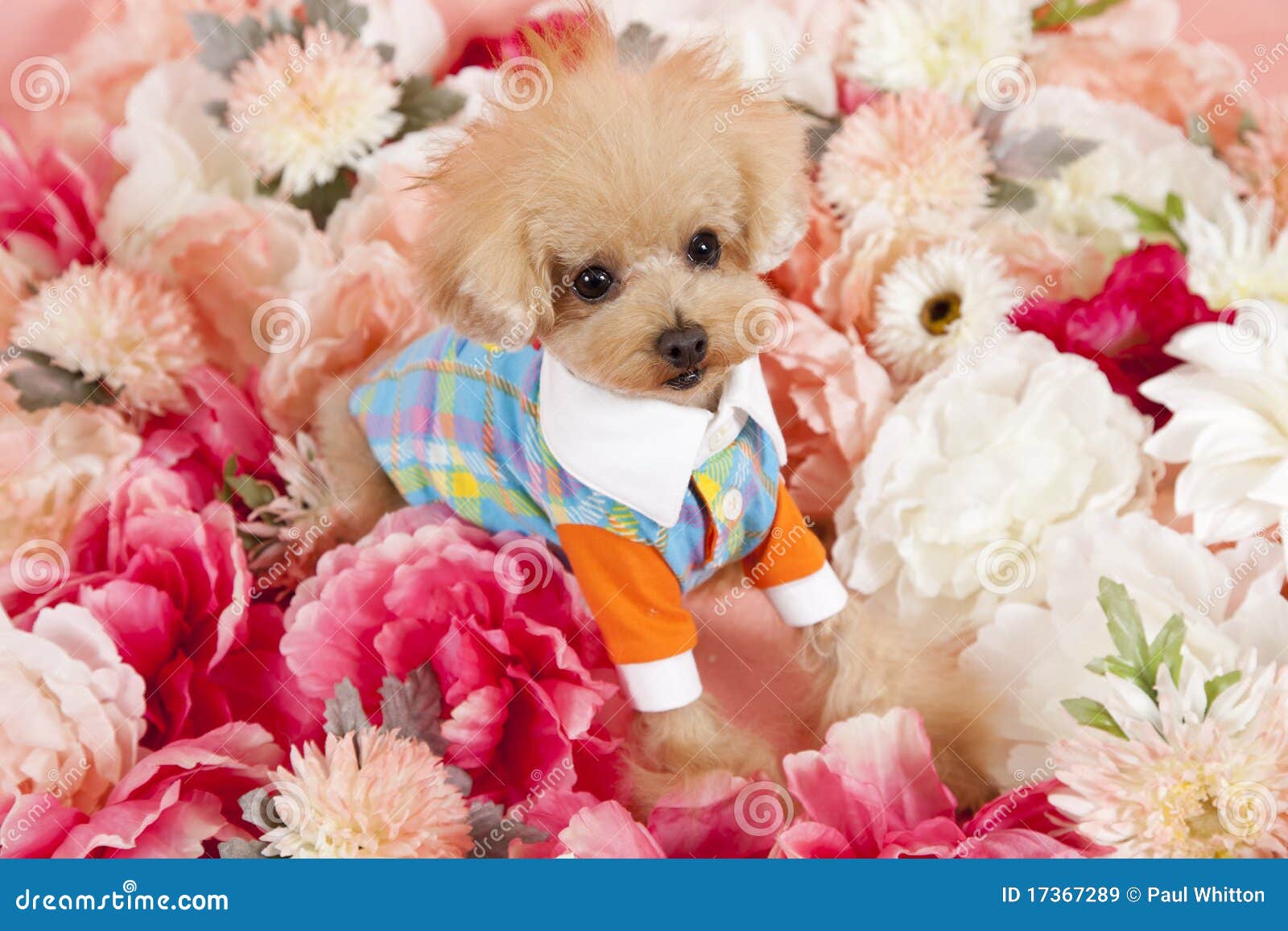 Tea cup poodle stock image. Image of tiny, pink, season 17367289