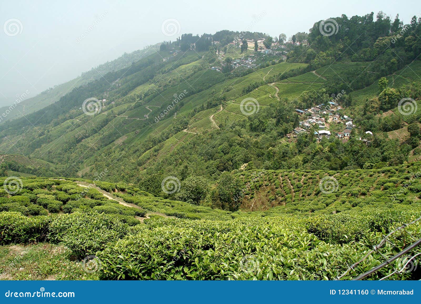 Tea Estates stock photo. Image of foliage, agriculture 12341160