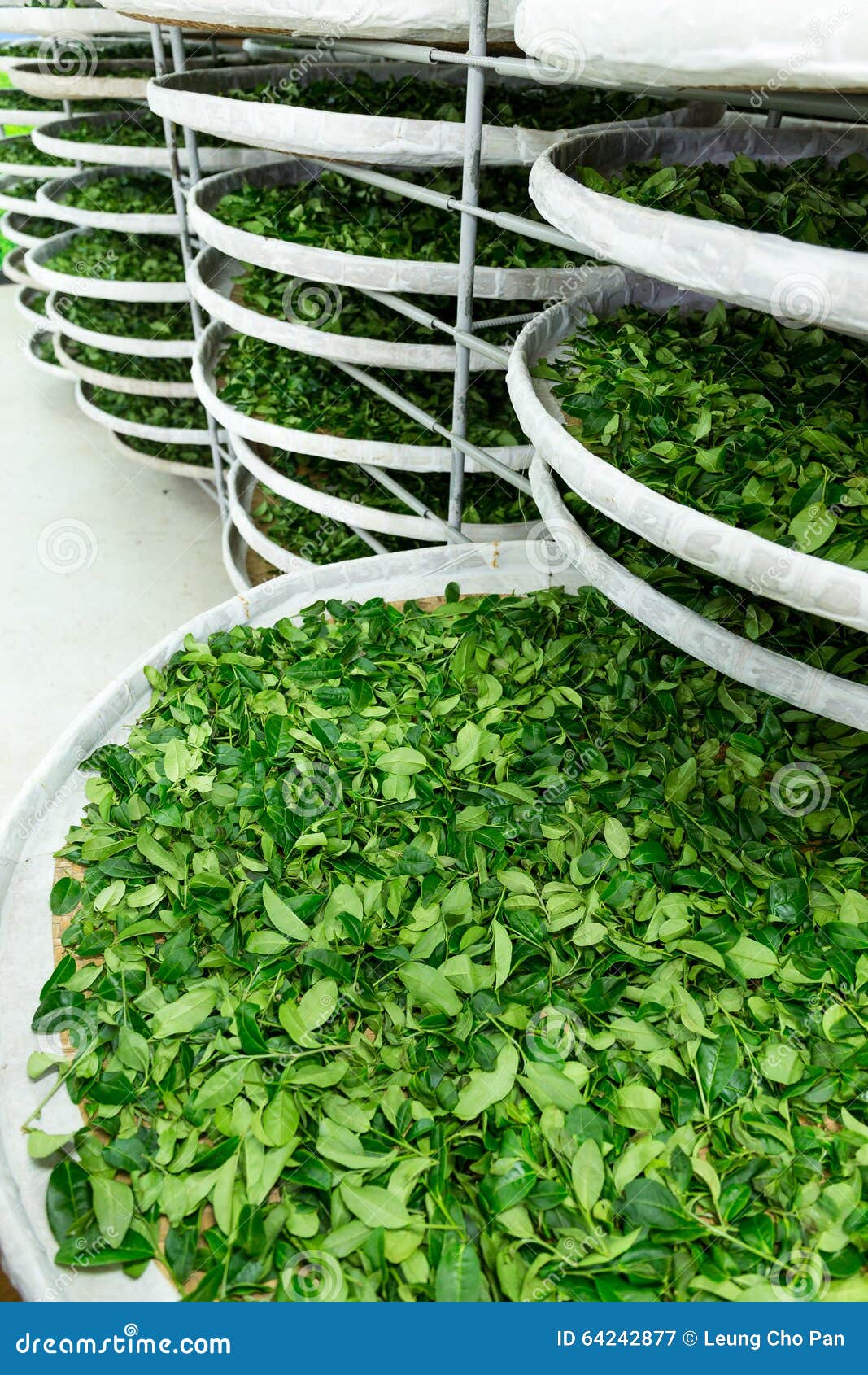 Tea factory stock image. Image of leaf, exposed, step 64242877