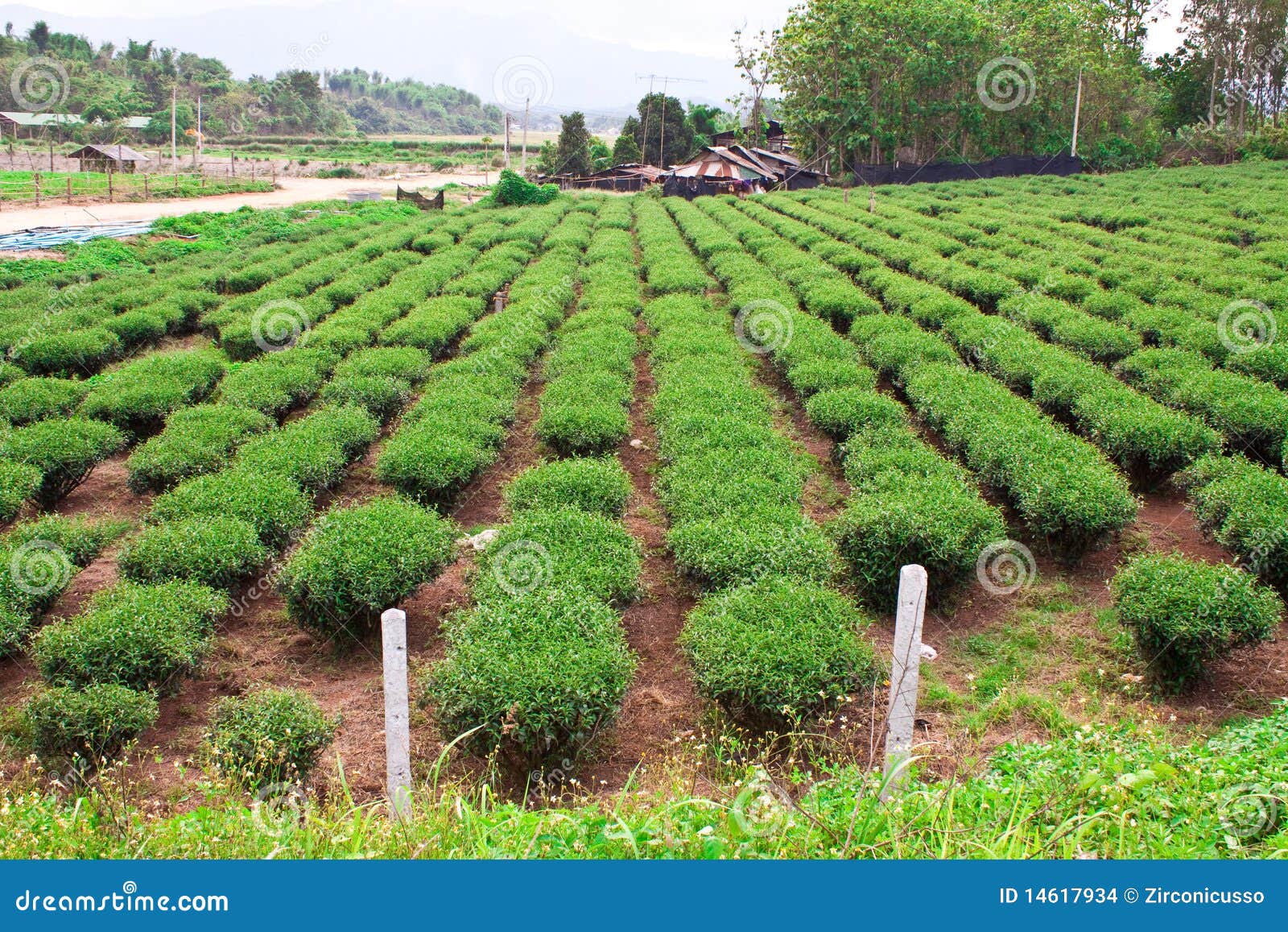Tea farm stock photo. Image of gardening, grass, conservation 14617934