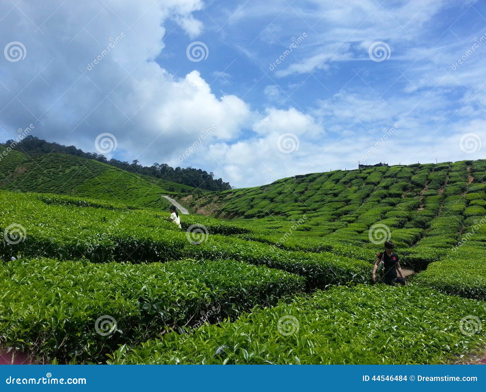 Tea Farm stock photo. Image of landscape, vegetation 44546484