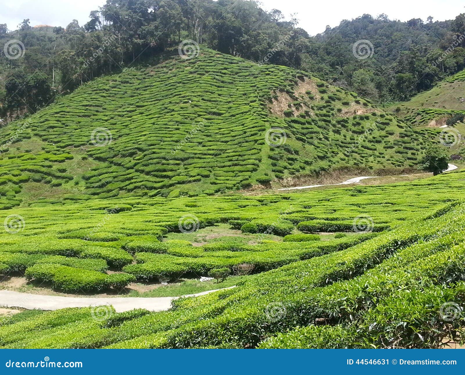 Tea Farm stock image. Image of landscape, agriculture 44546631