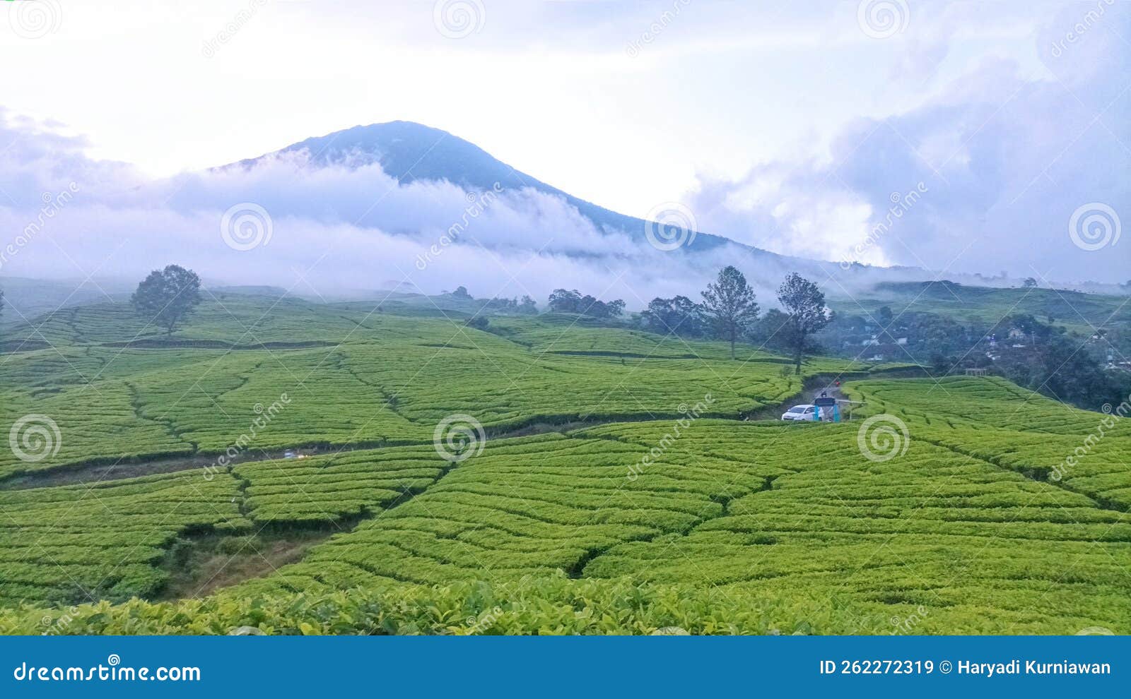 tea field on dempo mountain