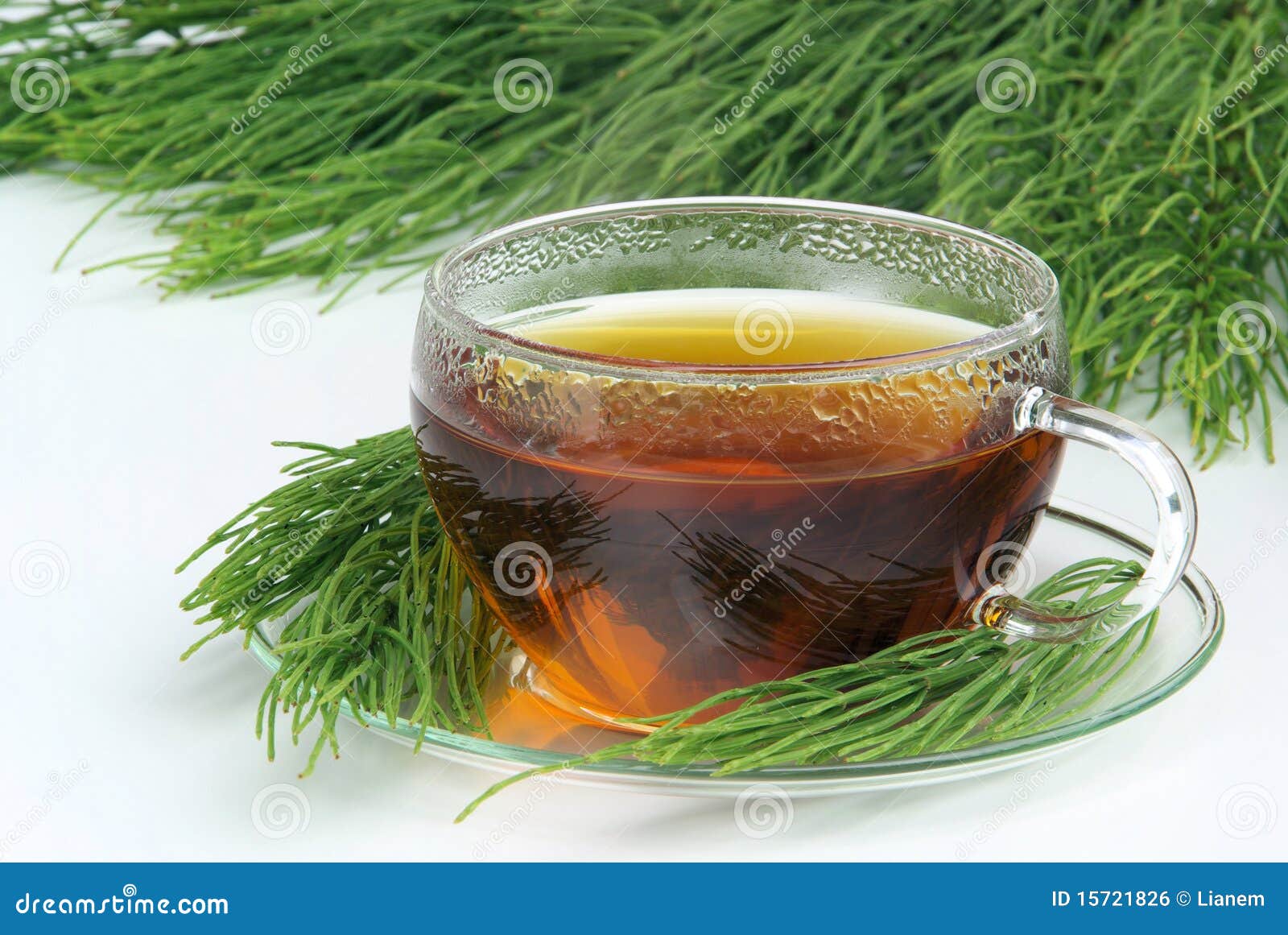 Tea field horsetail stock photo. Image of healthy, arvense 15721826
