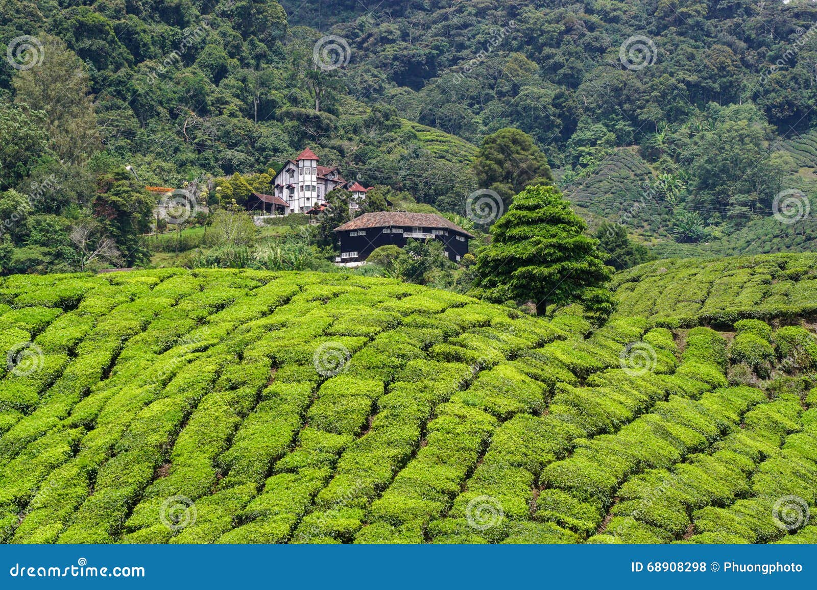 Tea Fields on the Hill in Cameron Highlands, Malaysia Stock Photo
